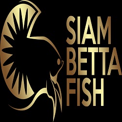 Siam Betta Fish